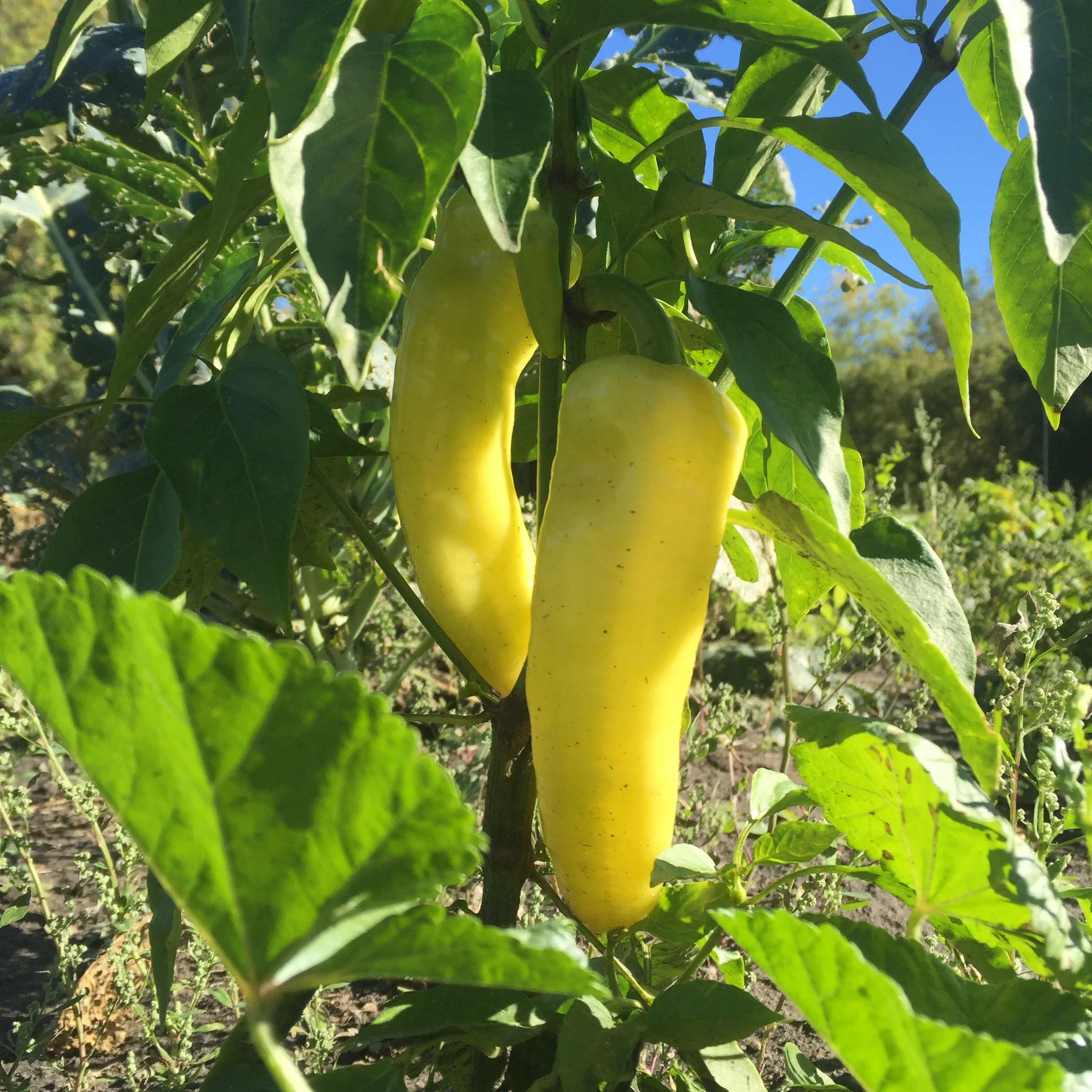 Banana Peppers