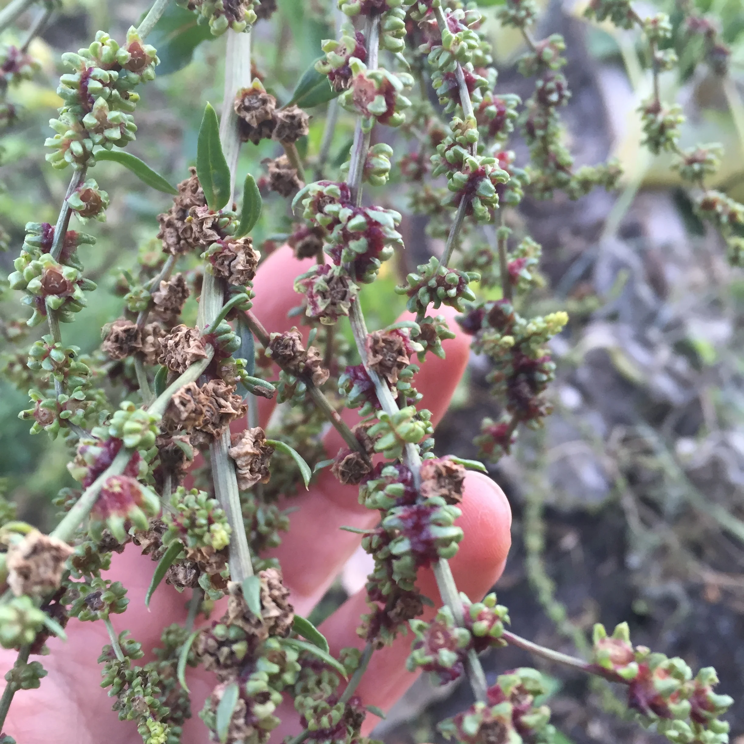 Beet seeds 
