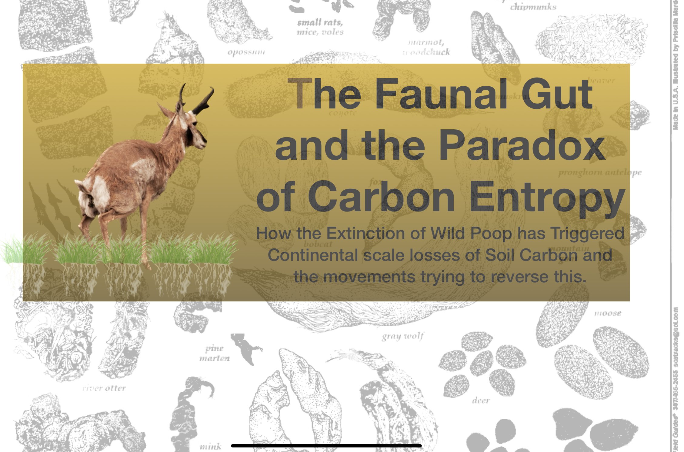The Faunal Gut and the Paradox of Carbon Entropy