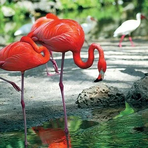 3 Ways to Explore the Everglades