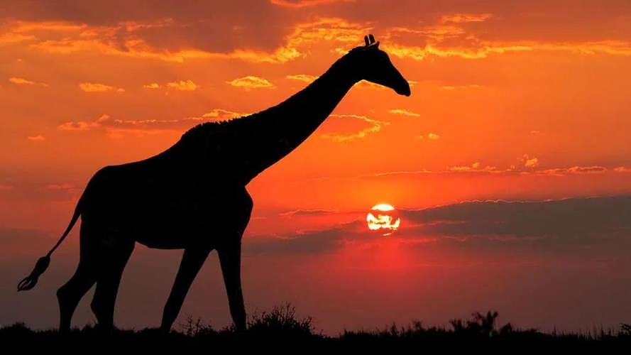 South Africa's Food, Wine, and Wildlife