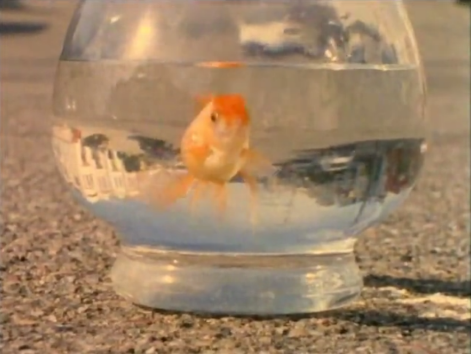 Goldfish Outtakes | Re-Edit via The Tennyson Corp
