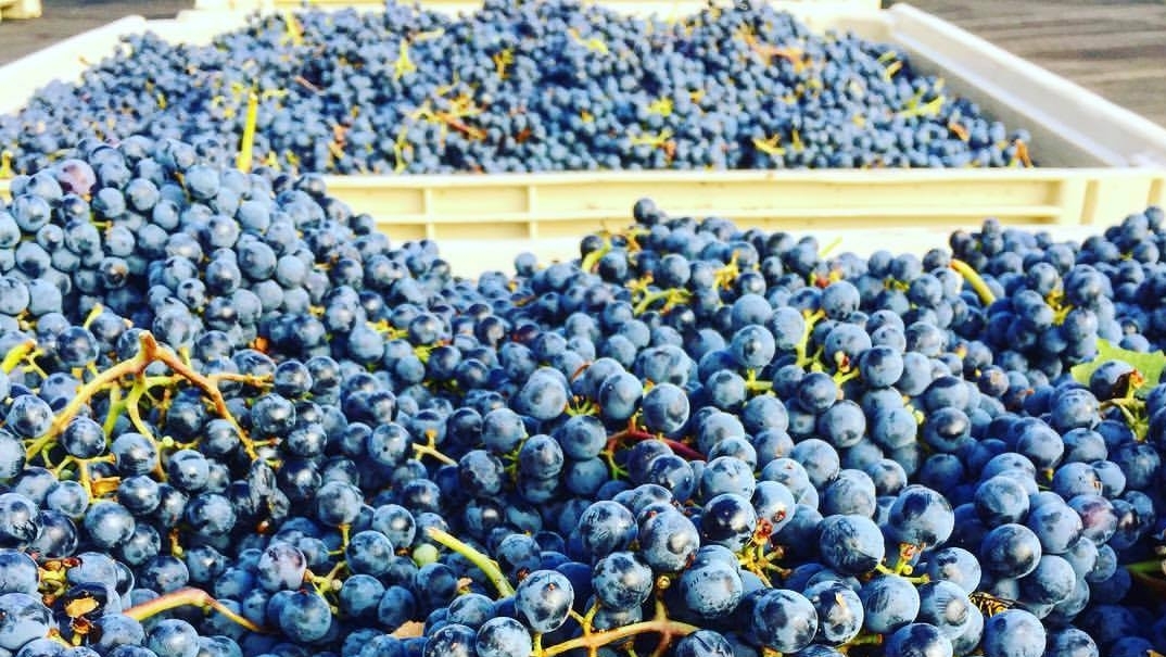 grapes.jpg