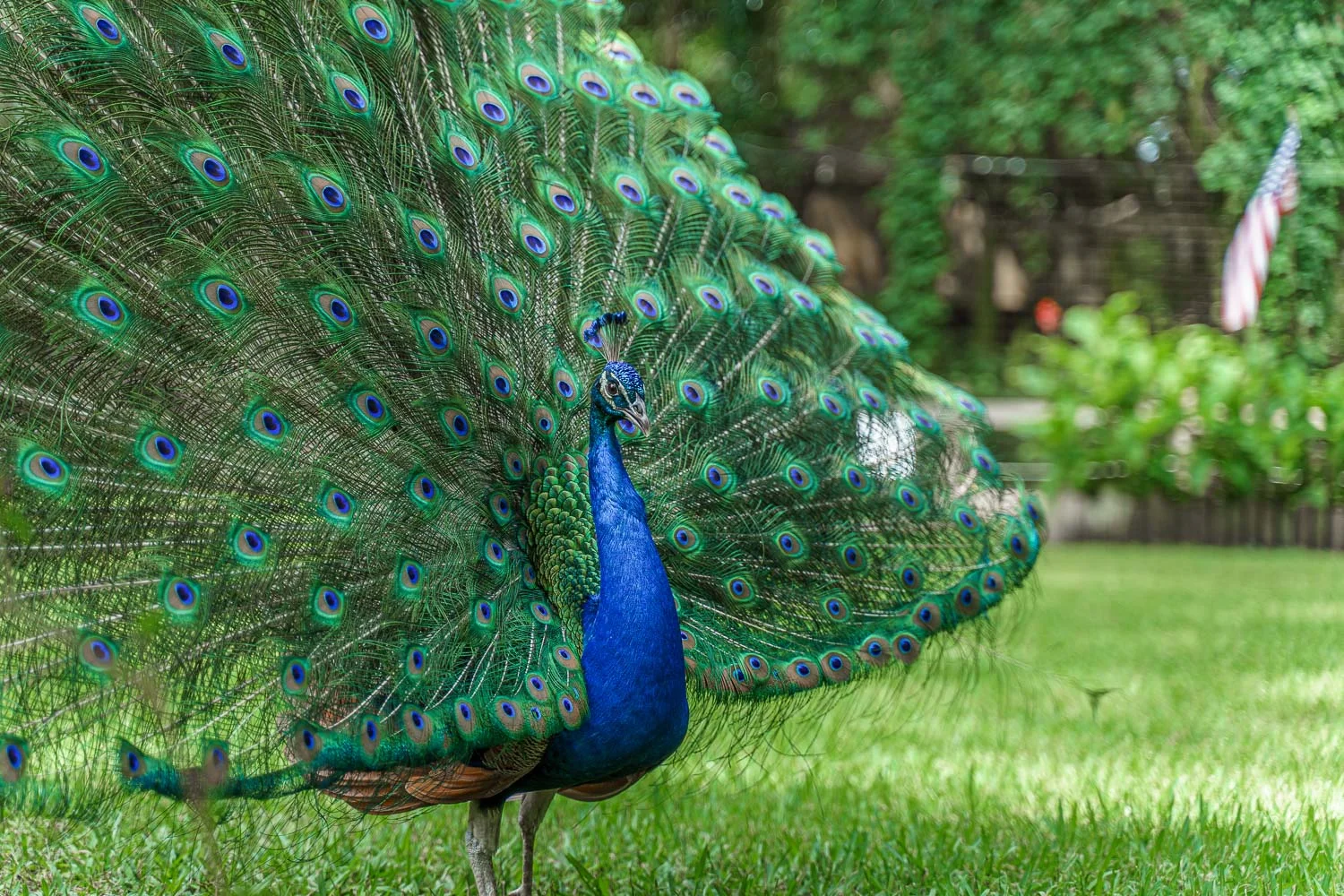 Like many zoos, Ellen Trout is practically overrun by Peacocks. 75mm - 1/200 - f/2.8 - ISO 100