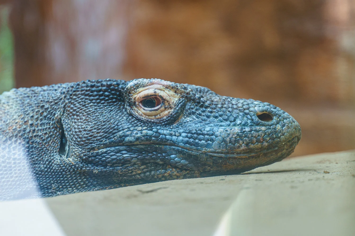 I often feel like this Komodo Dragon when I wake up in the morning. 75mm - 1/100 - f/2.8 - ISO 100