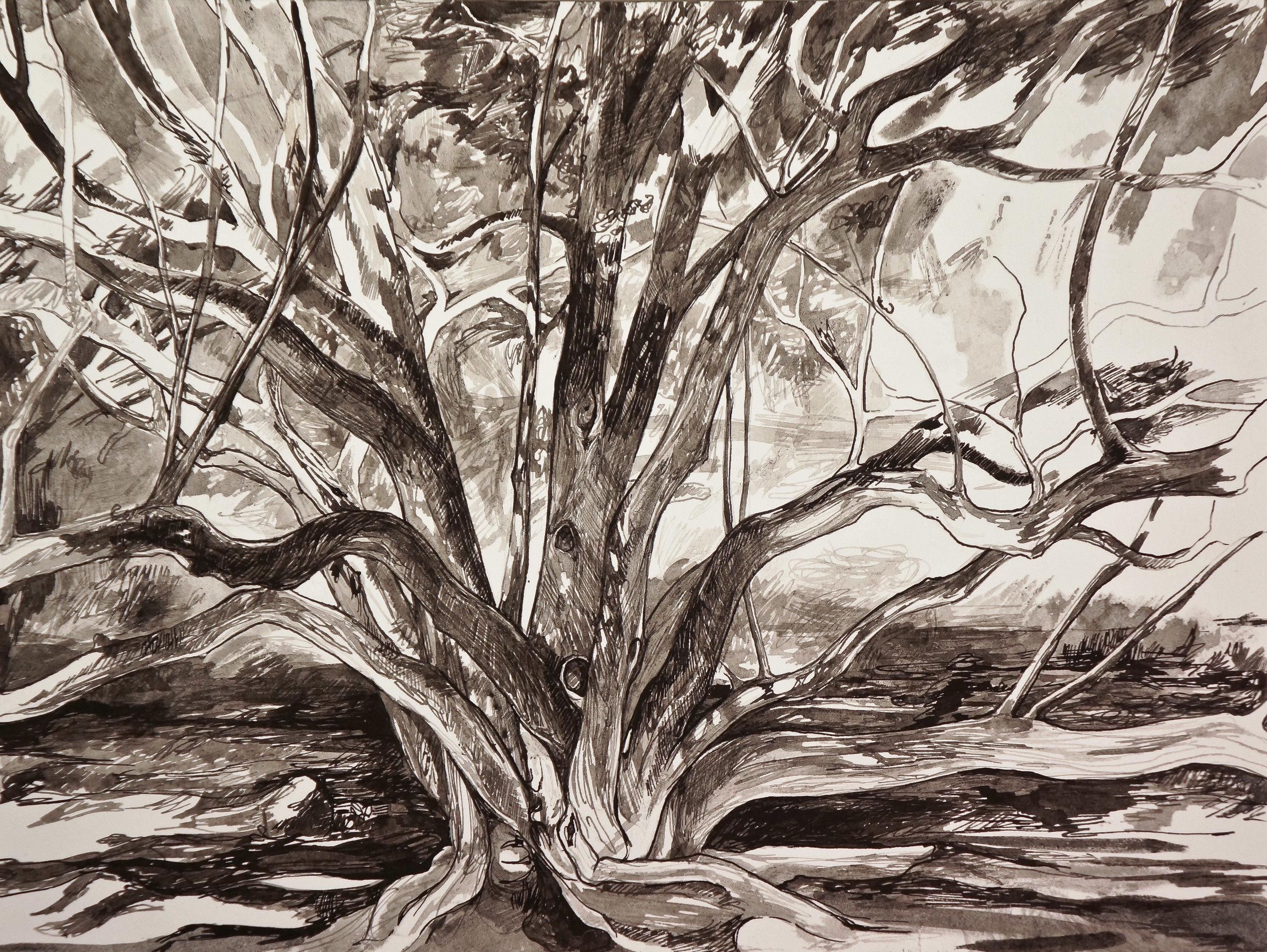  Katsura at Morris Arboretum, ink on paper, 2015 