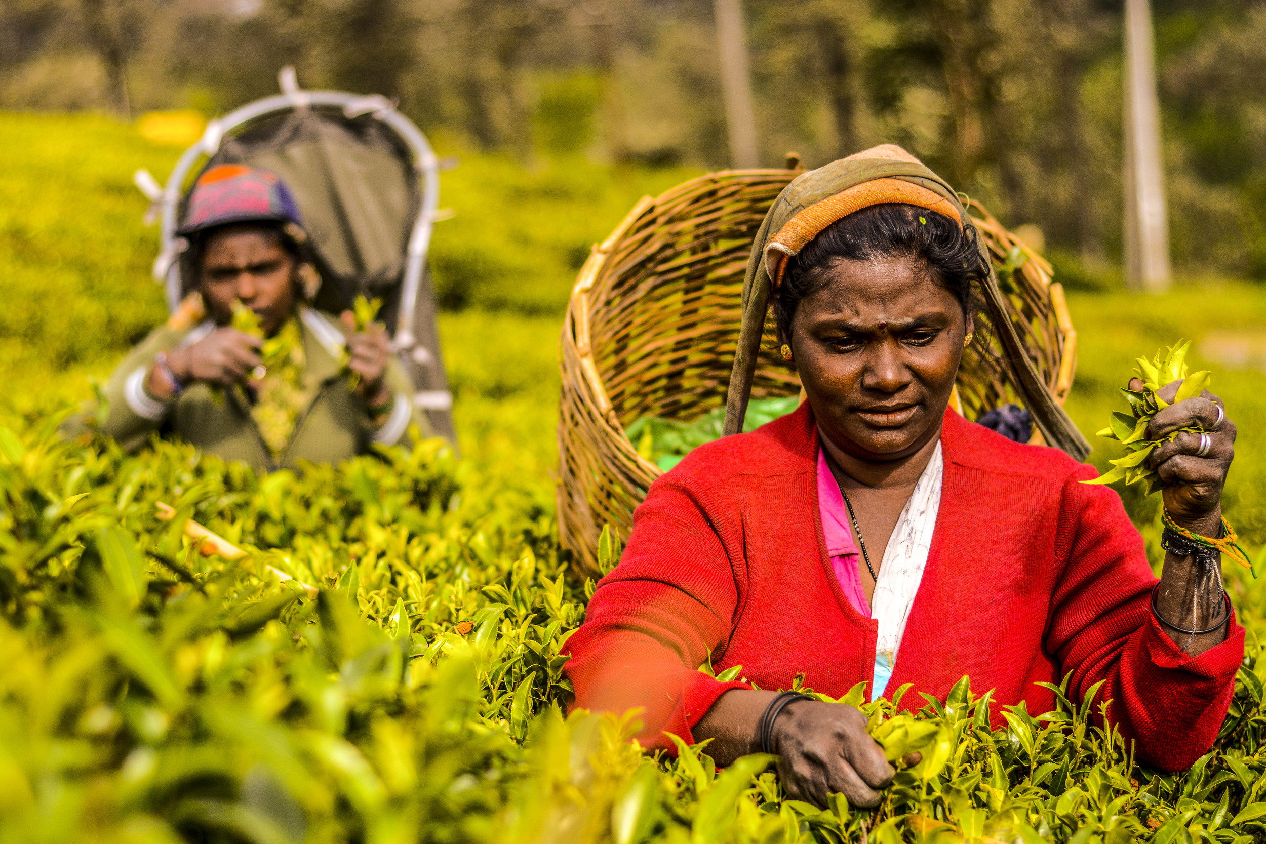 Nuwara Elya, Sri Lanka