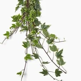 Variegated-Ivy.jpg