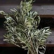 olive%2Bbranch.jpg