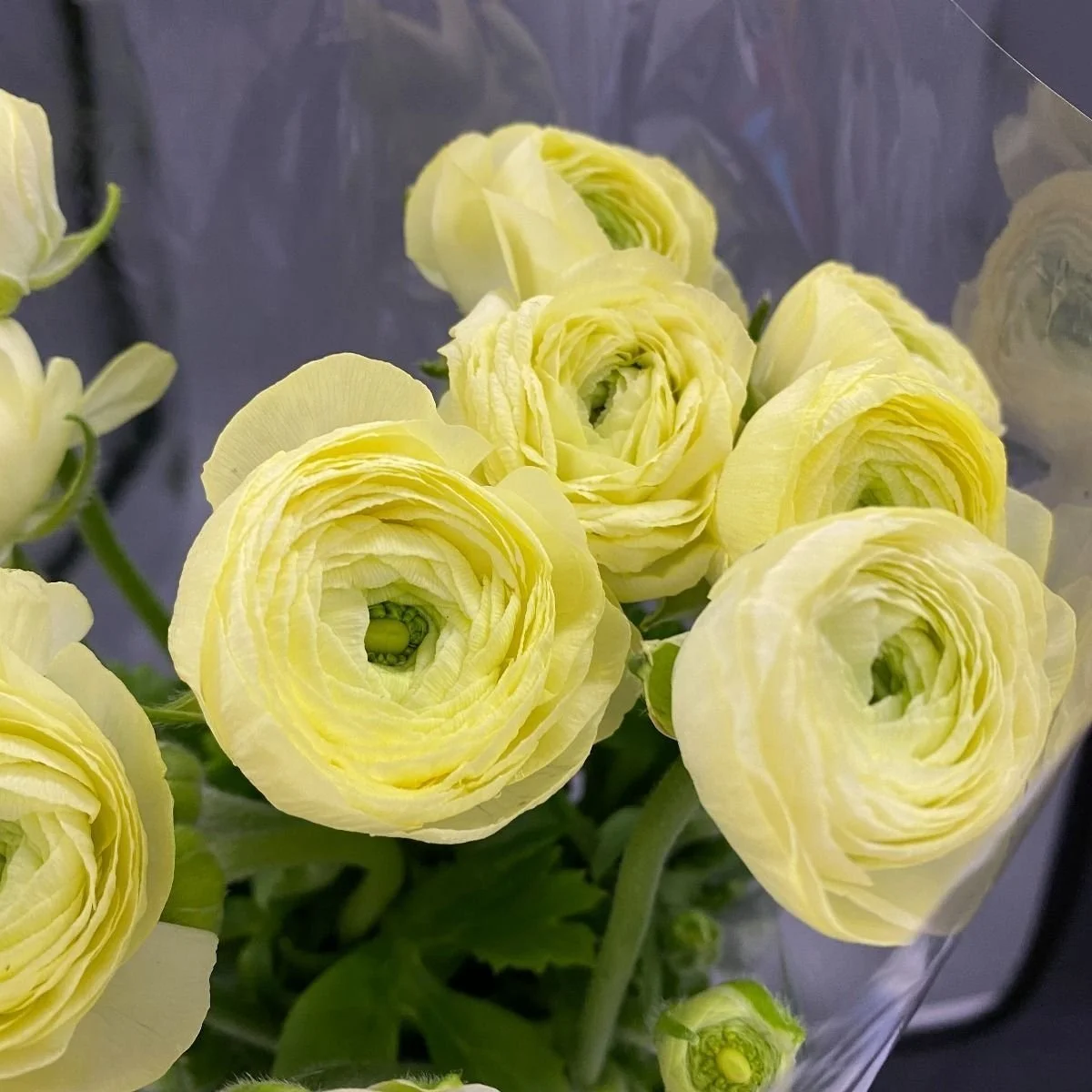 light+yellow+ranunculus.jpg