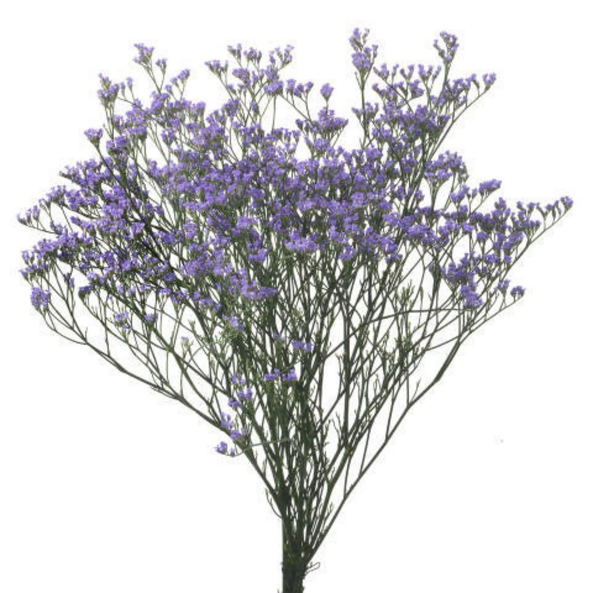 purple caspia.jpeg