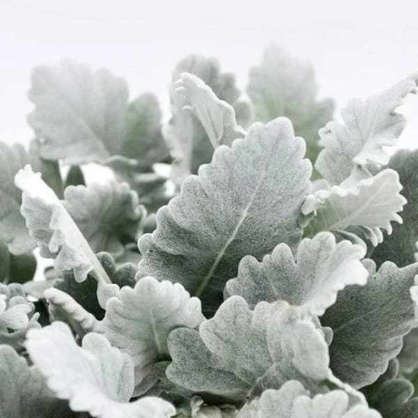 dusty-miller.jpeg