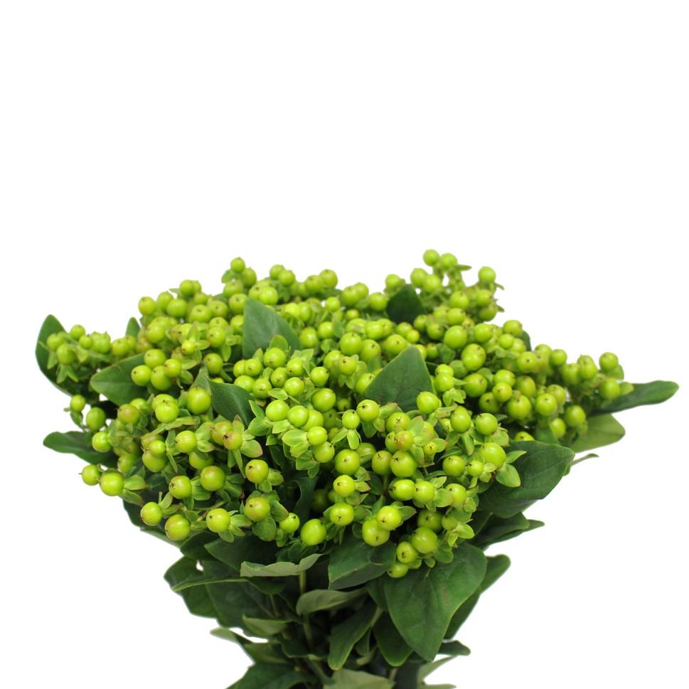 gr hypericum.jpg