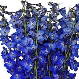 dk+blue-delphinium_opt.jpg