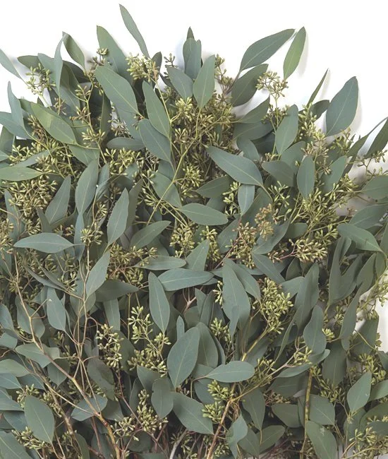 eucalyptus+-+seeded.jpg