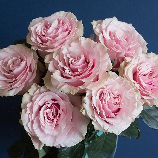 rose - blush 3.jpeg