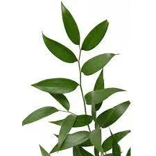 ruscus.jpeg