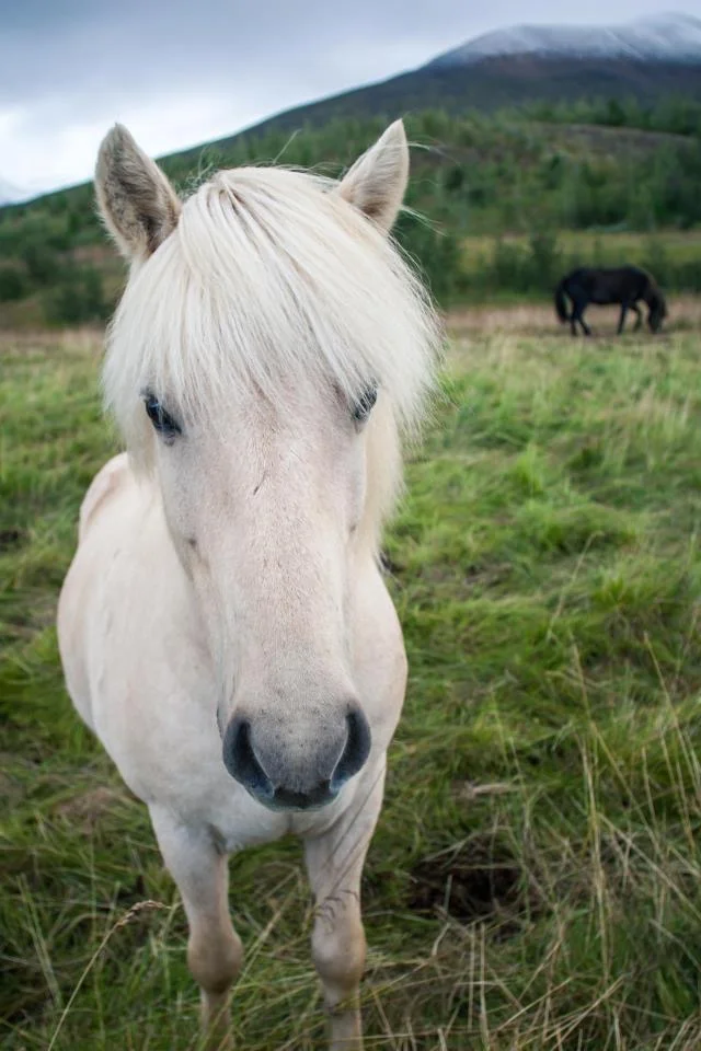  Photo cred: &nbsp;Hope Kirkendall&nbsp; 