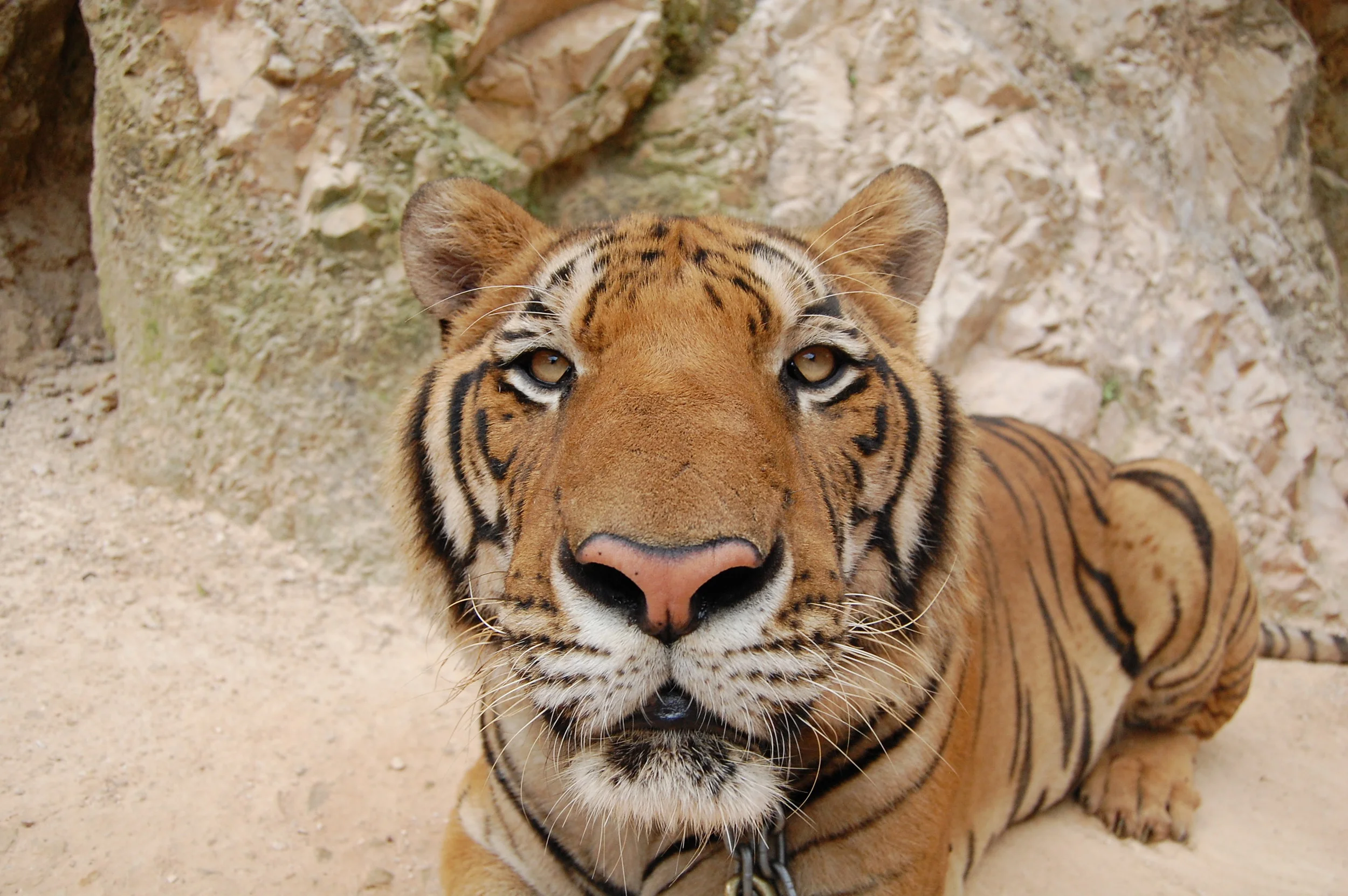  It's incredibly sad for me hearing this news because I was one of those tourists who believed the monks were truly helping the tigers. &nbsp;Turns out, I was wrong. &nbsp; 