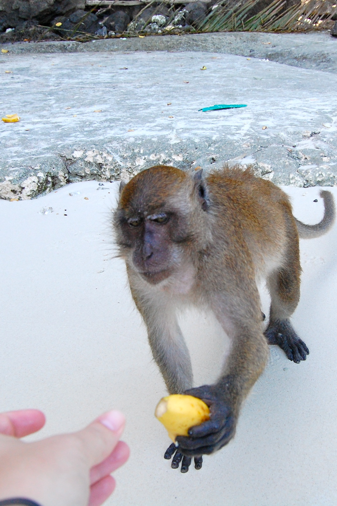  I knew I wanted to check out the  Ko Phi Phi  islands because of the movie "The Beach." &nbsp;  We chose a guided tour in the airport. &nbsp;Mistake #2. &nbsp;There are tons of options for tours, but we chose the first one we came across. &nbsp;It c