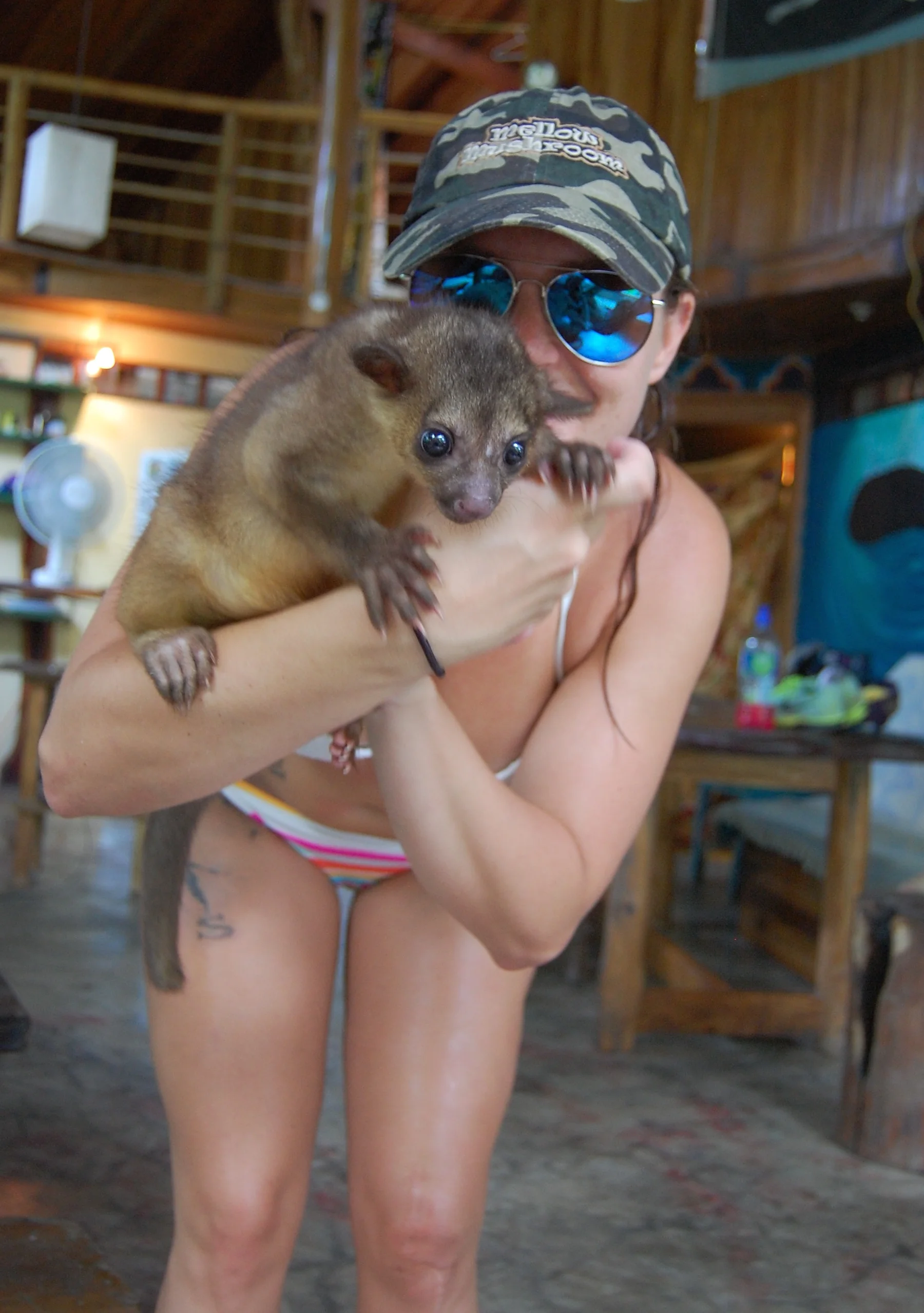  Our roommate,&nbsp;Dave, the  kinkajou . &nbsp;  Second word to the wise, get your standard vaccines prior to traveling to a rain forrest. &nbsp;Rabies shots are strongly suggested prior to handling wild primates. &nbsp;And mosquitos are a "thing." 