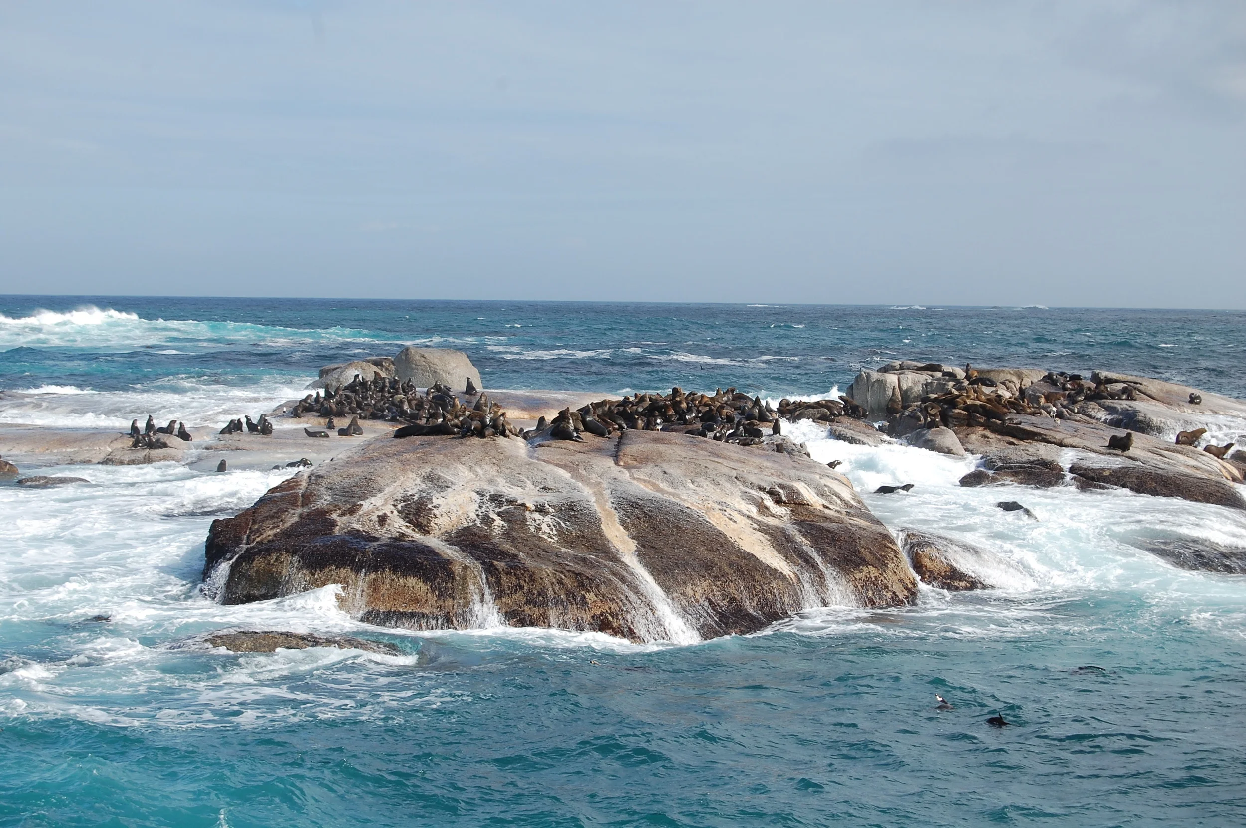  We stopped in  Hout Bay &nbsp;to grab a boat to  Seal Island . &nbsp;They run every 15-30 minutes, so there's no need to reserve one prior to arriving.&nbsp;&nbsp;The only downfall was that we couldn't get onto the island and play with the seals. &n