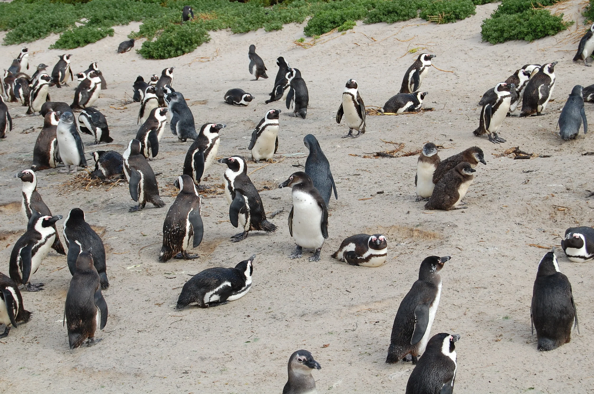  Typically, I love animals more than people. &nbsp;When I go somewhere that has animals, I want an interactive experience (i.e. hold them, play with them, cuddle them). &nbsp;  So, for me,&nbsp; Boulder Beach &nbsp;(home of the endangered, African pe