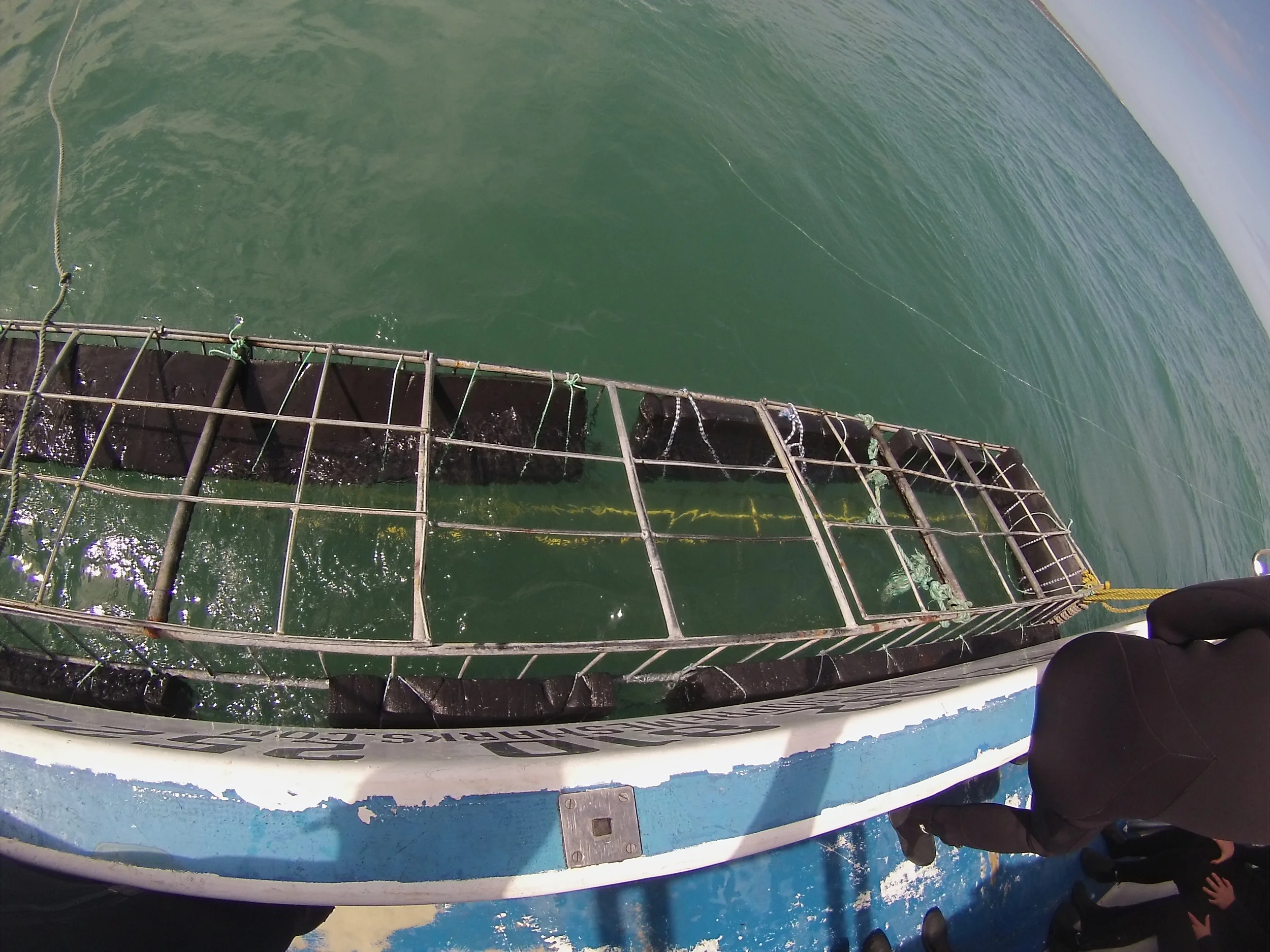  We finally got on the water the second day. &nbsp;But, I am the unlucky 2%. &nbsp;We did not see one single shark. &nbsp;The worst part was that the company knew the probability was slim to none! &nbsp;They had not had any good sightings in 4 weeks,