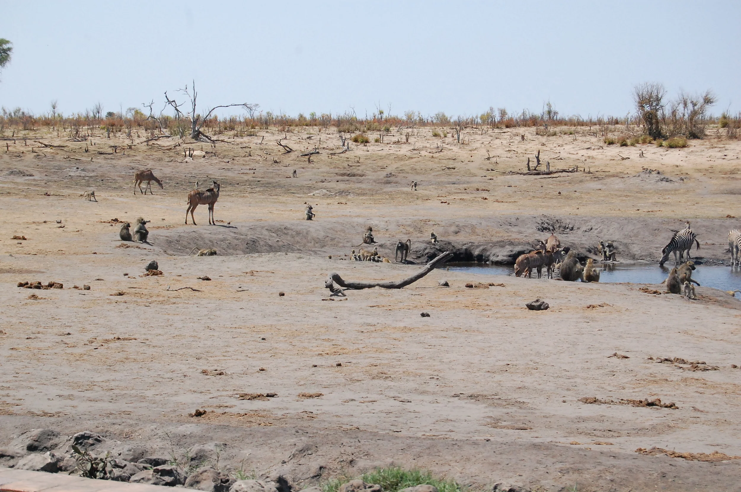 The waterhole protocol is a funny thing to watch, as well. &nbsp;Most of the herd animals wait to get water until the elephants show-up. &nbsp;Elephants provide protection from lions, so herd animals (kudu, zebra, wildebeest, sable, etc.) will drink