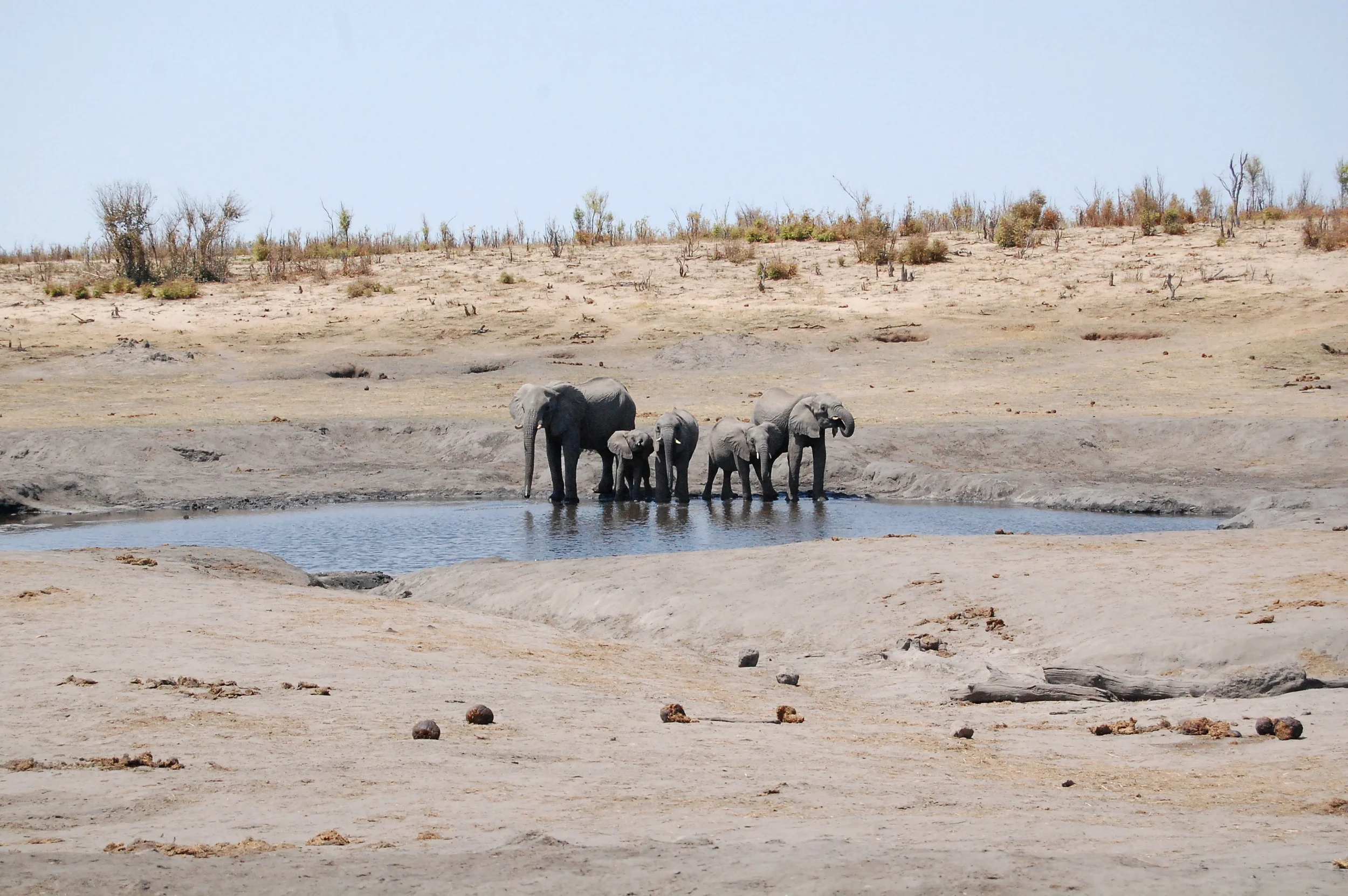  People go on game-drives to try and catch a glimpse of the " Big 5 ," which are lions, buffalo, rhinos, elephants, and leopards. &nbsp;  But, for me, it's hard to justify getting up at 5:30 AM for the morning game drive when the animals come to you.
