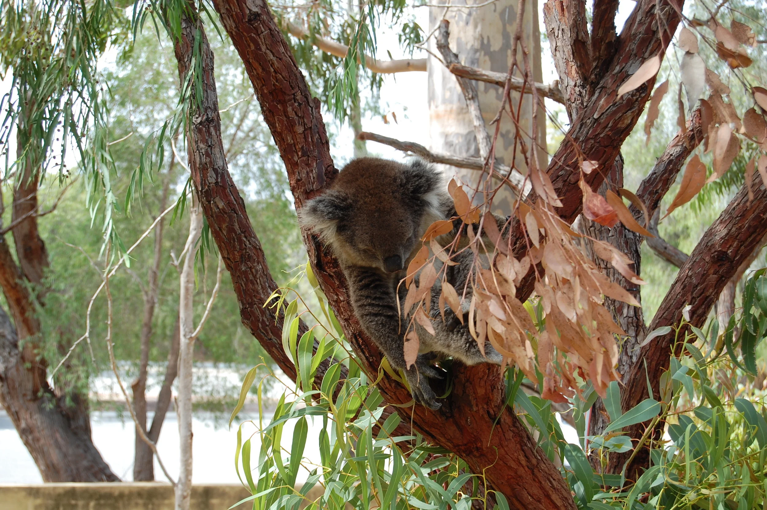  To start our 2 week roadtrip up and down the coast, we stopped in  Yanchep National Park &nbsp;for a little koala sight-seeing. &nbsp;Unfortunately, koalas are not indigenous to the West coast, so this was the closest I got to holding one again. &nb