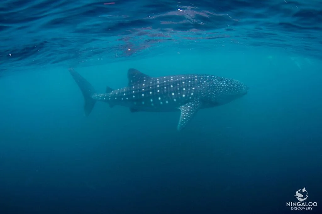 Photo cred:  Charter 1, Ningaloo Reef Company 