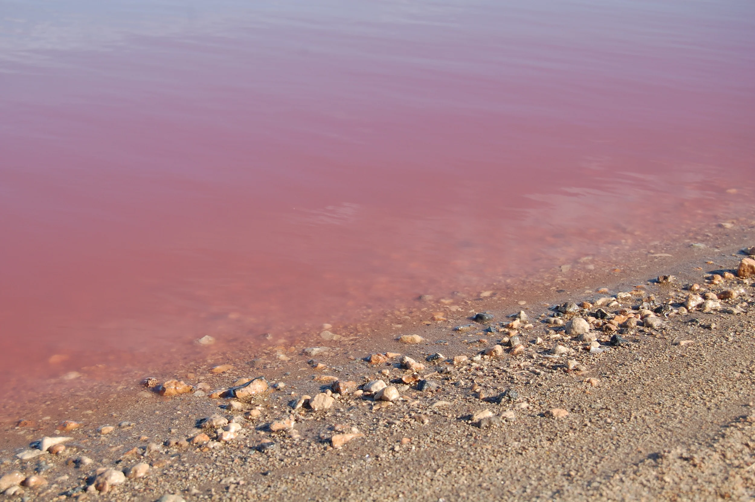  On the way back to Perth, you can stop and see one of WA's  pink lakes . &nbsp;Surprisingly, it really is pink.  Overall, WA is nothing like the East coast. &nbsp;It's bogan, mostly Outback terrain, locals only caravan parks, and Ningaloo. &nbsp;If 