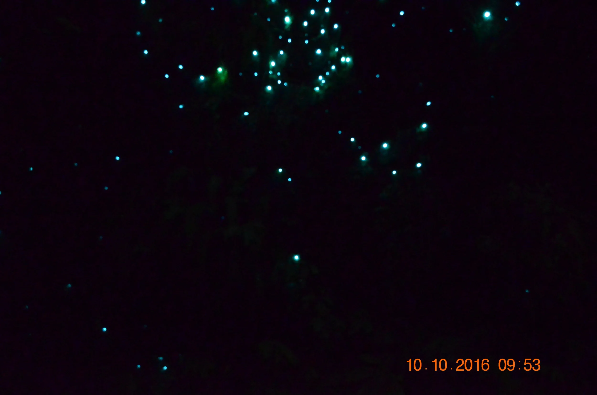  Some of the adventures can get pricey, so here's a little secret for you: There's a free  bush walk &nbsp;you can do at night by the Aranui Cave. &nbsp;We did a guided cave  tour,  which was awesome. &nbsp;But, we saw just as many (if not more) glow