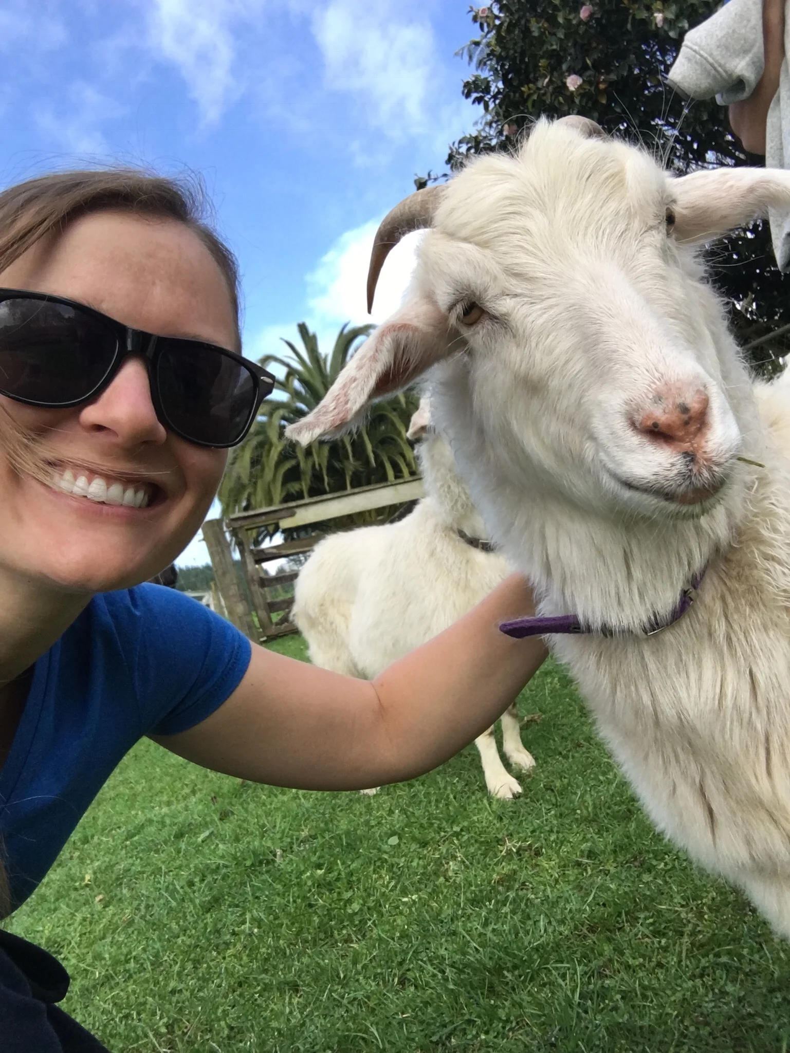  I mean, who doesn't want a selfie with a "geep"? &nbsp;  *A geep is a cross between a goat and a sheep. &nbsp; 