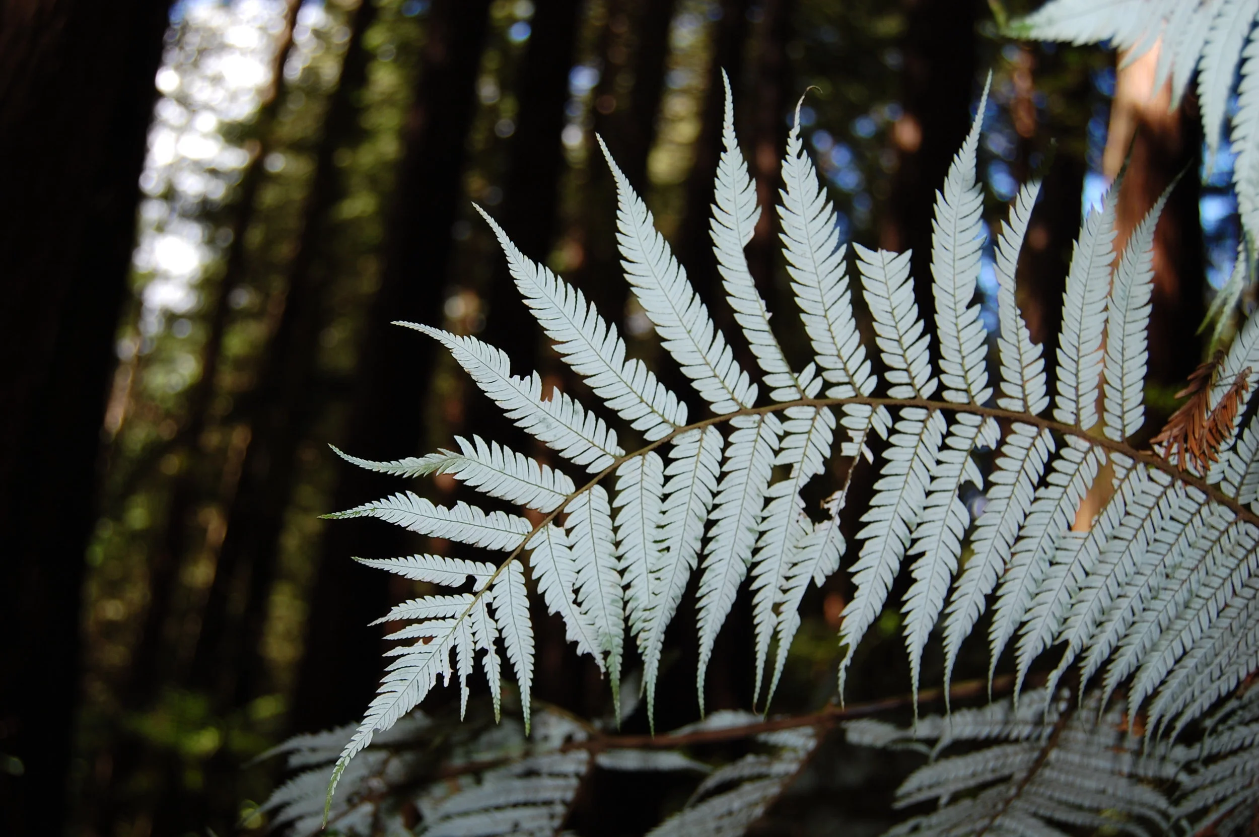  Besides LOTR, NZ is known for their rugby team. &nbsp;The  All Blacks  (arguably, best in the world)&nbsp;have a  silver fern &nbsp;on their flag due to it's significance in Maori culture. &nbsp;  If you find the fern, it really will look silver on 