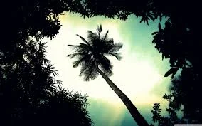 Palm Tree.jpg