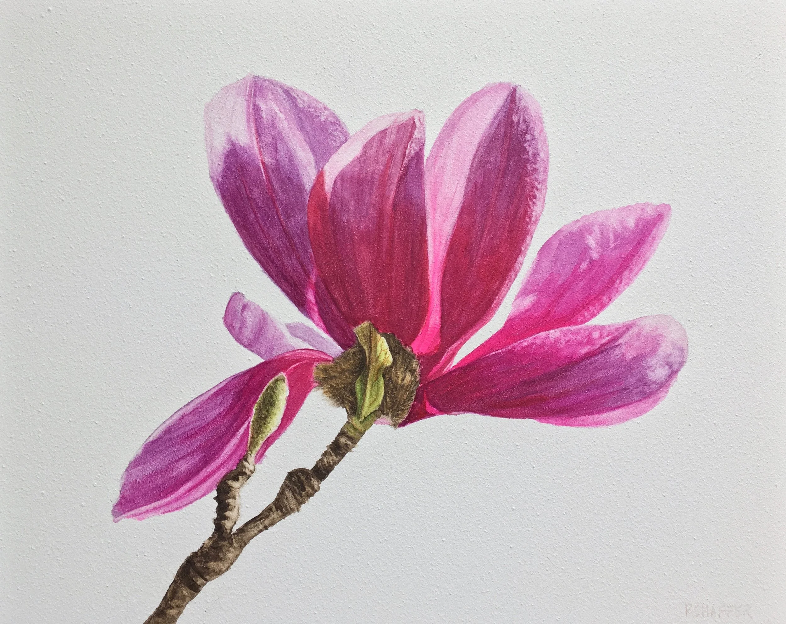 Magnolia, 8x10", watercolor on clay panel, 2019