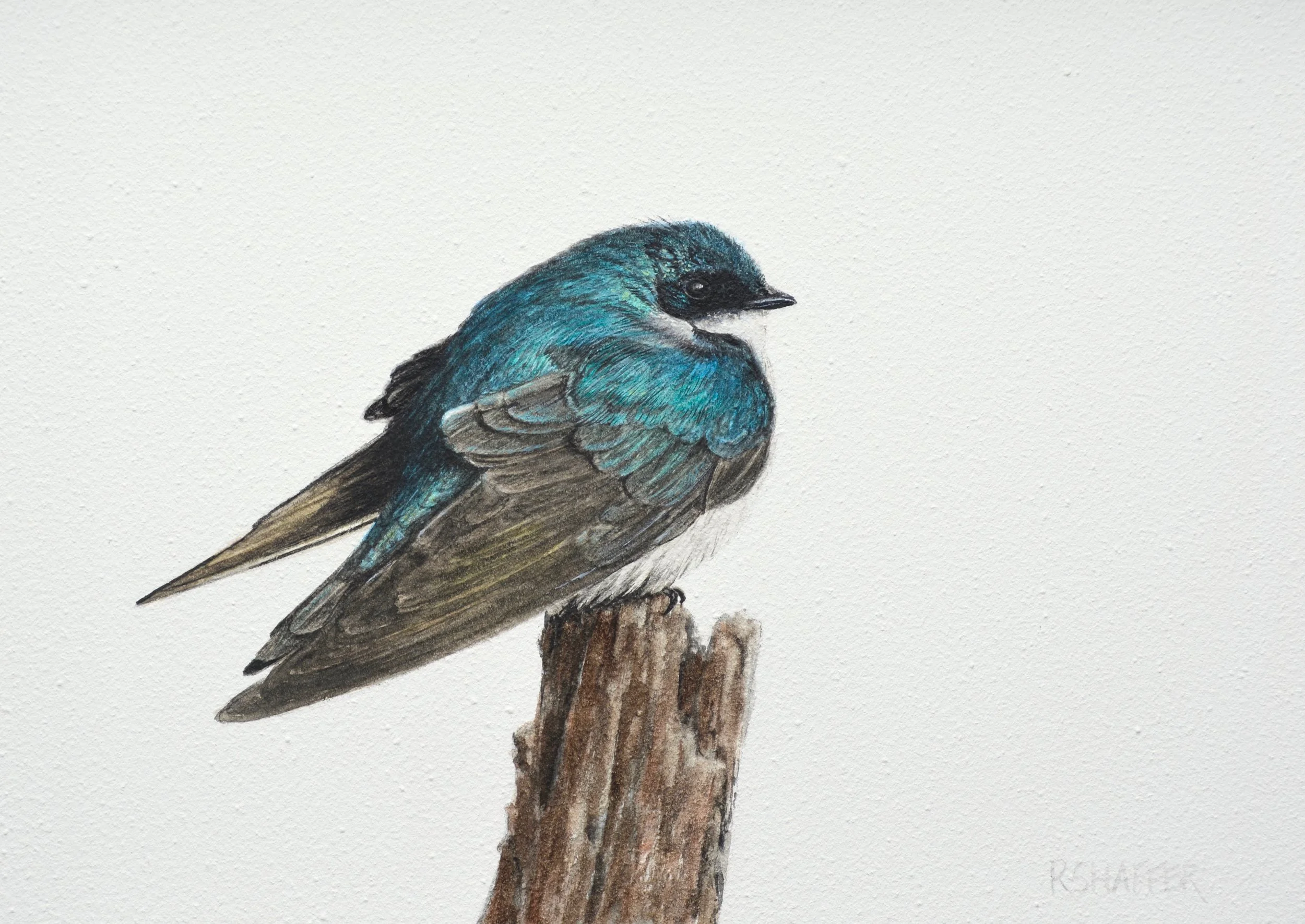 Tree Swallow, 5x7in, watercolor on clay board, 2019