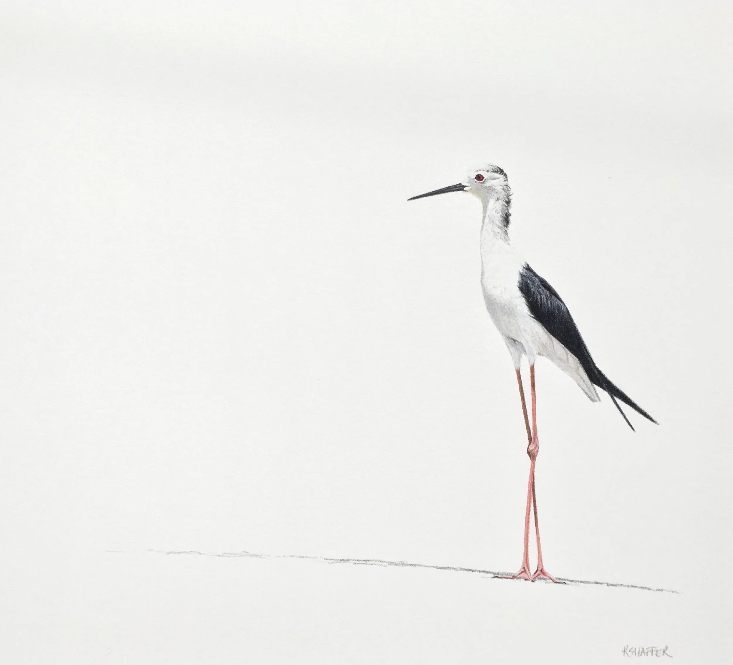 Black-winged Stilt, 10x11in, colored pencil on paper, 2019