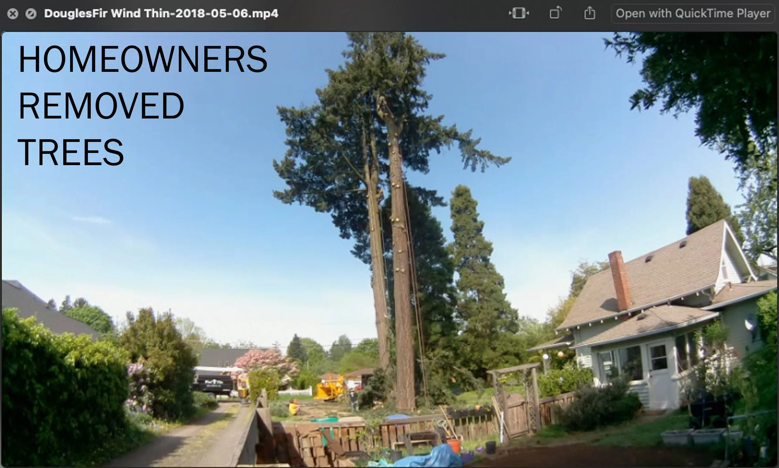 3_Huge Fir Trees.jpg