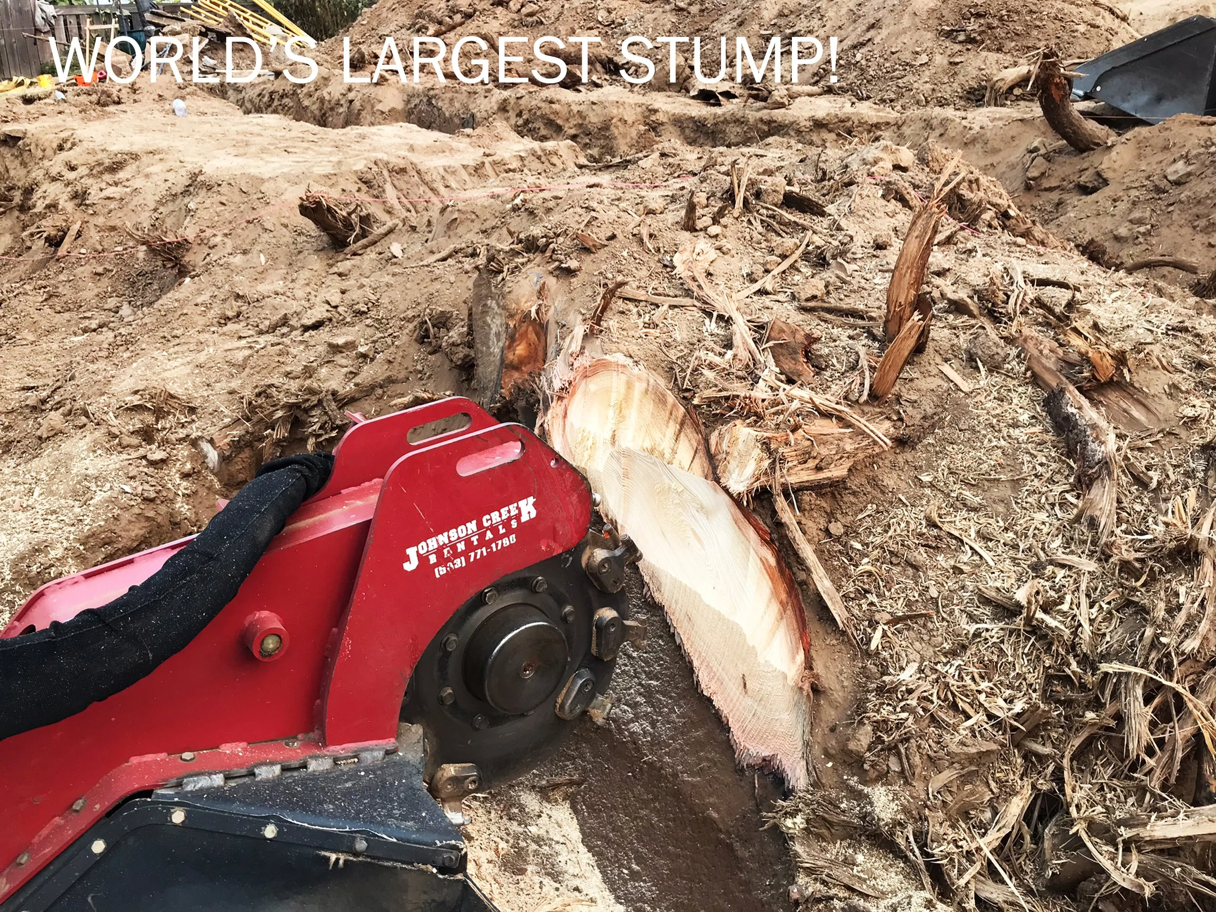 11_Stump grinding-1.jpg