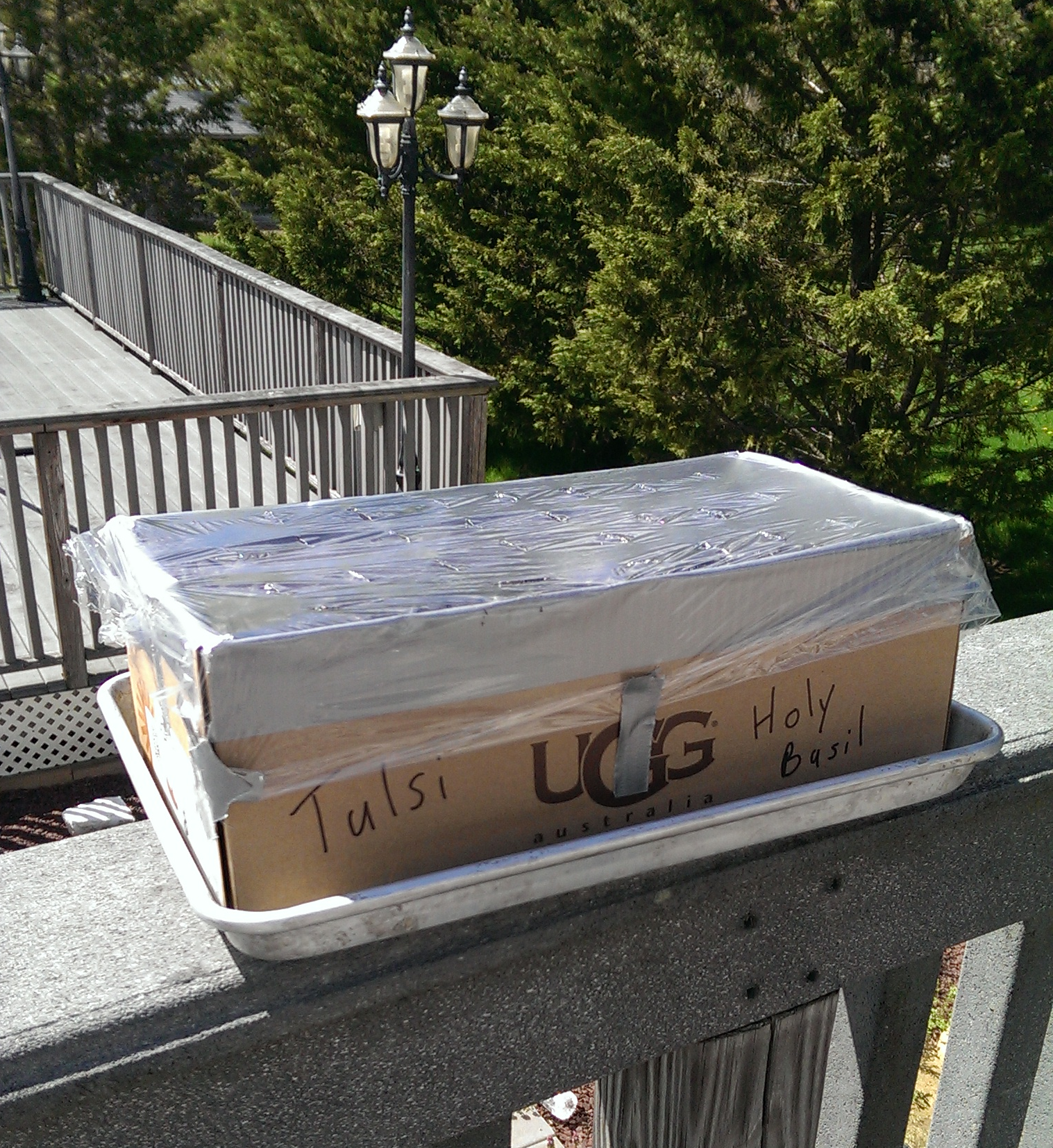 Homemade Greenhouse aka Basil Box