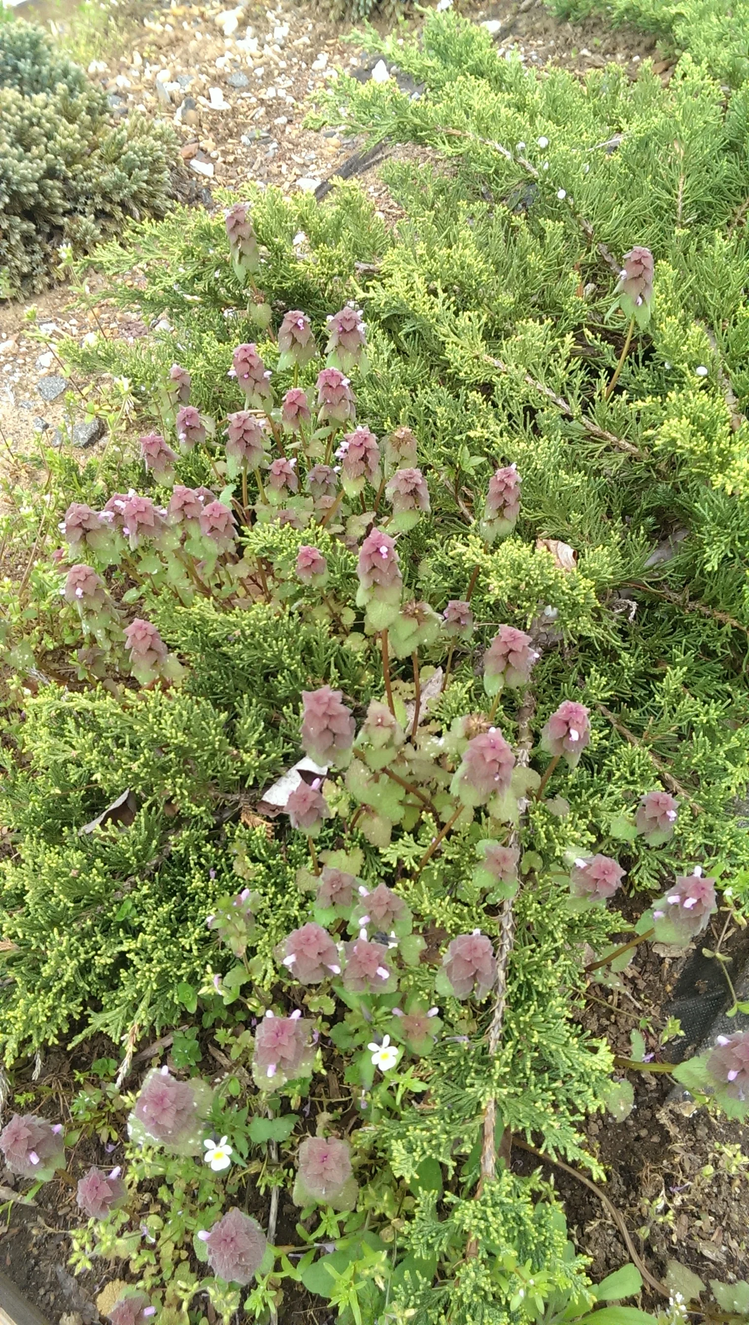Weed Wednesday: Purple Deadnettle 