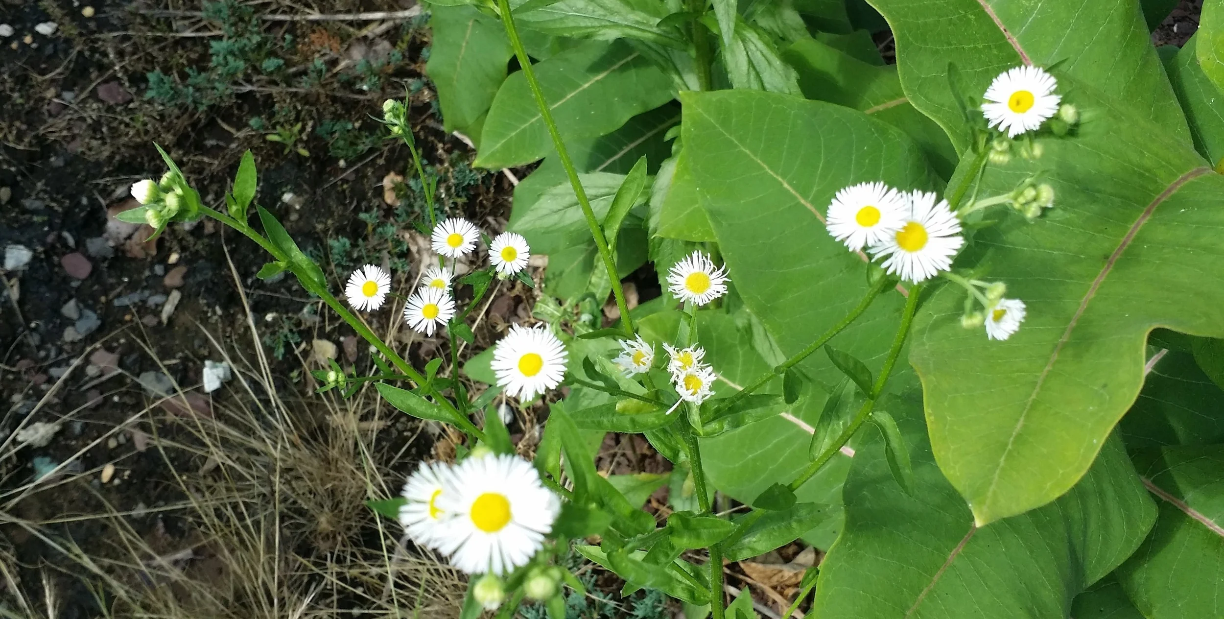 Weed Wednesday: Ox-Eye Daisy