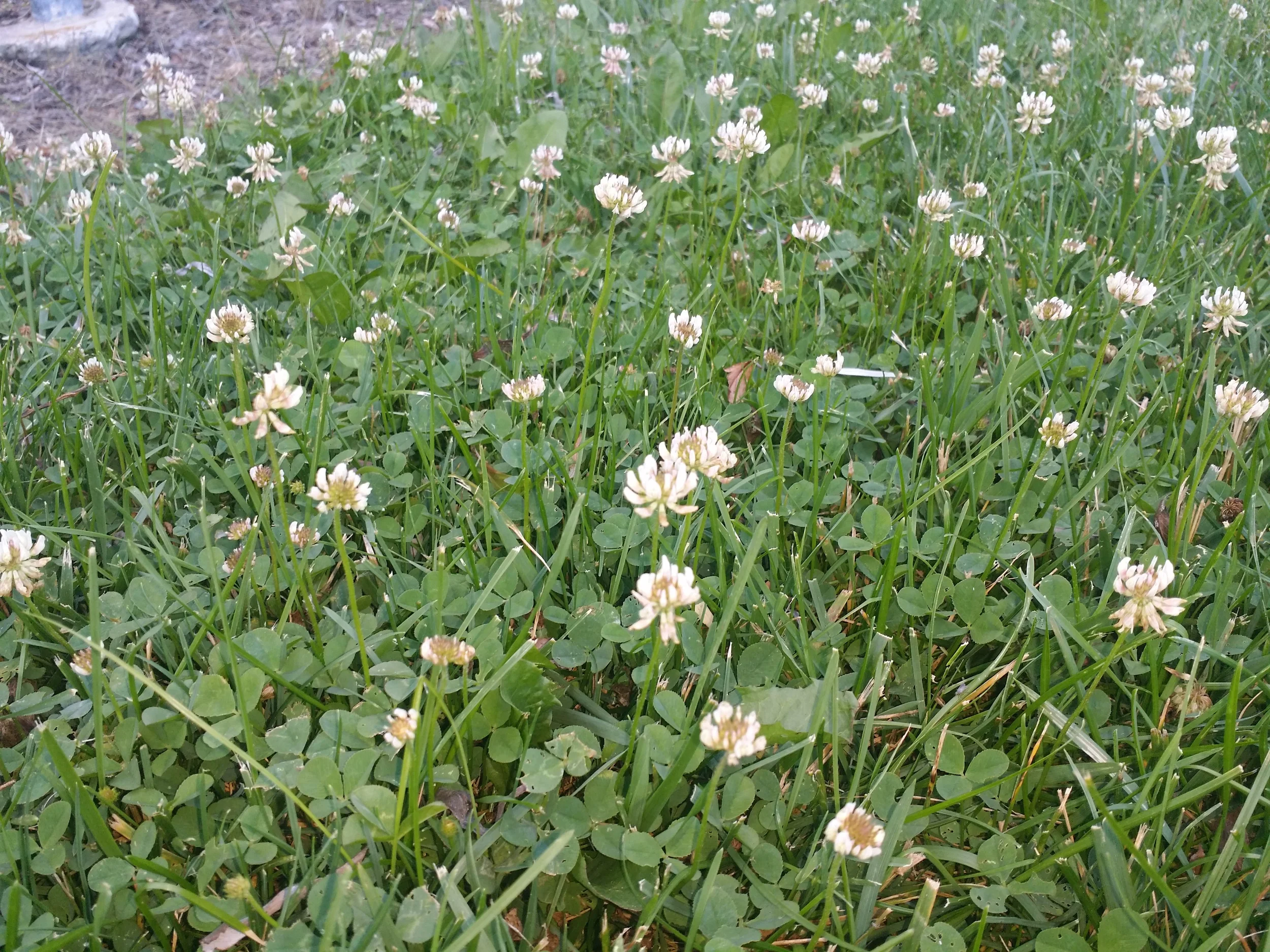 Weed Wednesday: White Clover