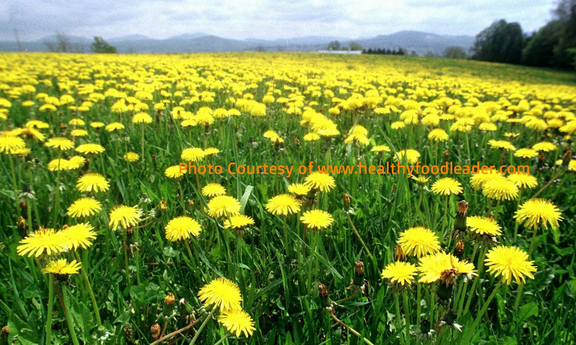 Weed Wednesday: Dandelions