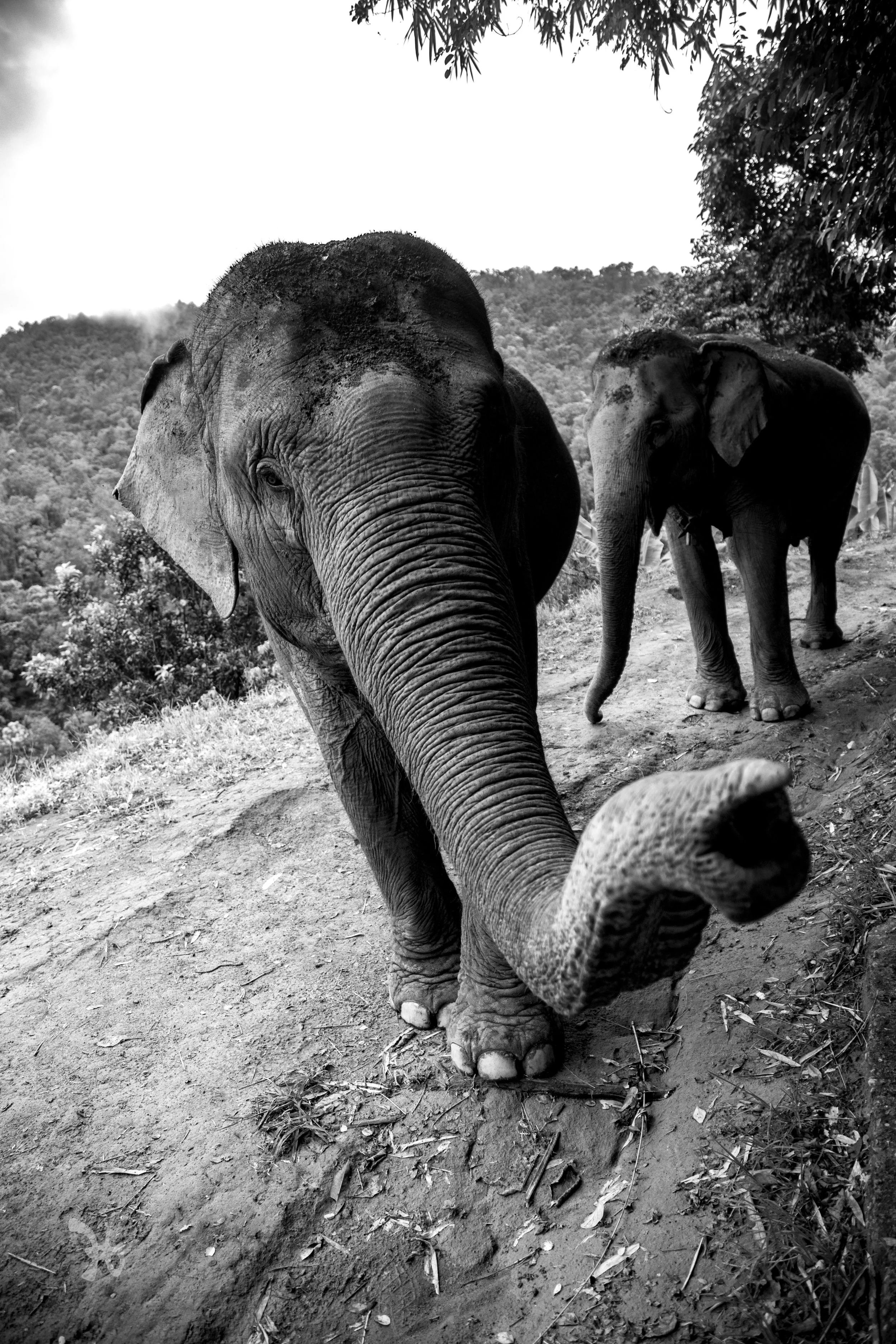 Elephant Nature Park, Chiang Mai