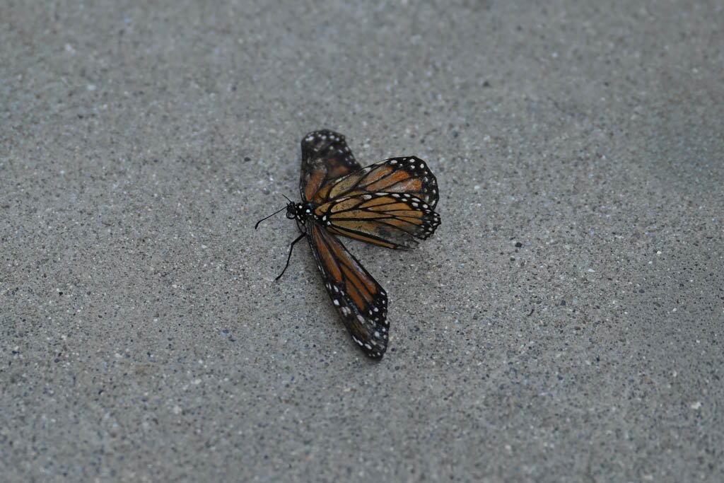 DSC_1072-Edit_butterfly.jpg