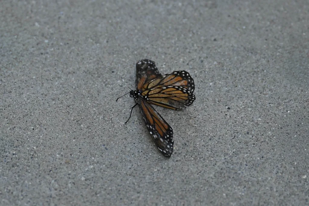 DSC_1072-Edit_butterfly-2.jpg